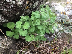 Pseudodictamnus undulatus