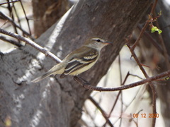 Cnemotriccus fuscatus