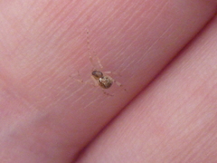 Cryptachaea veruculata