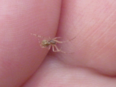 Cryptachaea veruculata