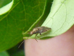 Heteroptera