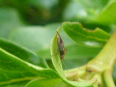 Heteroptera