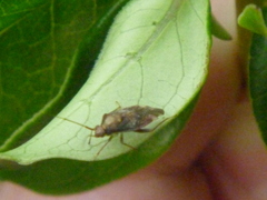 Heteroptera