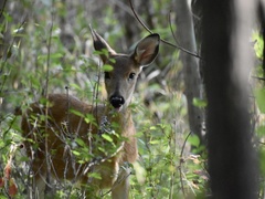 Odocoileus virginianus