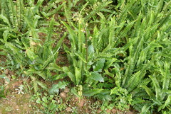 Youngia
