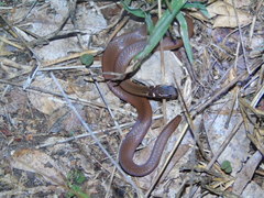 Coniophanes meridanus