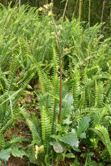 Youngia