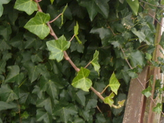 Hedera helix