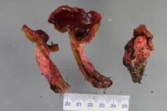 Cortinarius cardinalis