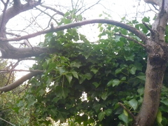 Hedera helix