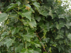 Hedera helix