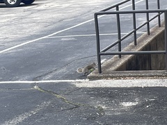 Sciurus carolinensis