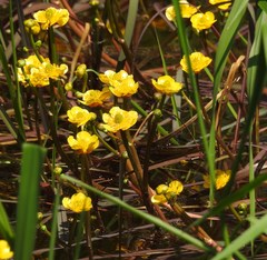 Ranunculus flabellaris