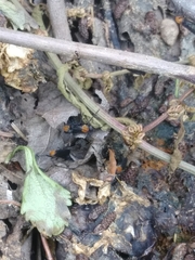 Plecia americana