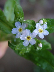 Myosotis welwitschii