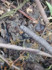 Plecia americana