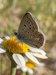 Polyommatus celina