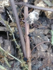 Plecia americana