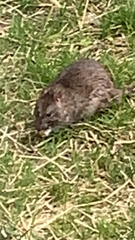 Rattus norvegicus