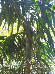 Ptychosperma elegans