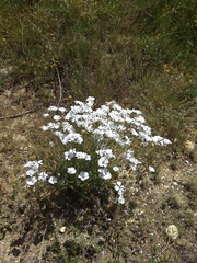Linum suffruticosum