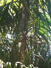 Ptychosperma elegans