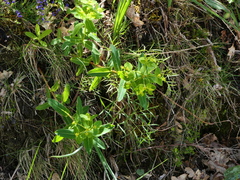 Euphorbia hyberna
