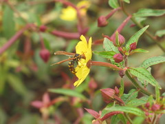 Polistes weyrauchorum