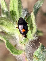 Deraeocoris ribauti