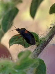 Deraeocoris ribauti