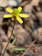Ranunculus harveyi