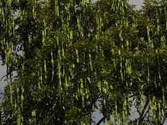 Cedrelinga cateniformis