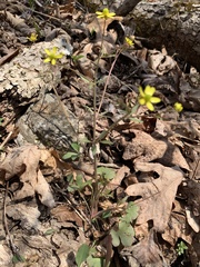 Ranunculus harveyi