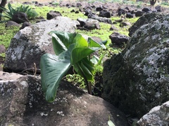 Arum palaestinum
