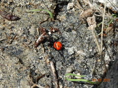Latrodectus curacaviensis