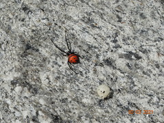 Latrodectus curacaviensis