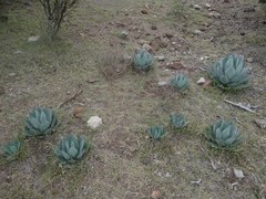 Agave applanata