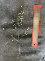 Poa stenantha