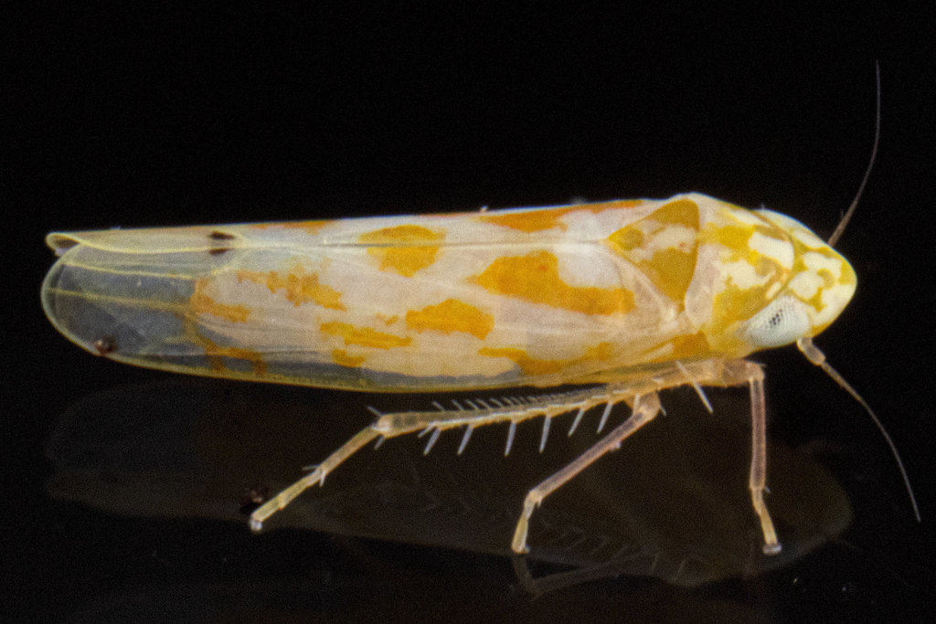 Eratoneura dira