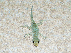 Mediodactylus kotschyi