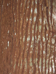 Cedrelinga cateniformis