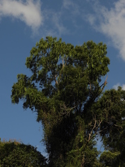 Cedrelinga cateniformis