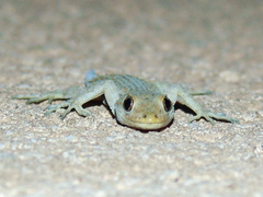 Mediodactylus kotschyi