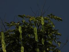 Cedrelinga cateniformis