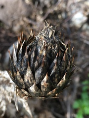 Onopordum cynarocephalum