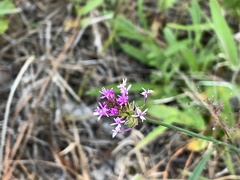 Polygala incarnata