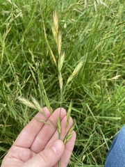 Bromus commutatus