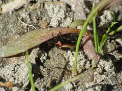 Calligrapha californica coreopsivora