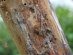 Loxosceles amazonica