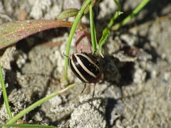 Calligrapha californica coreopsivora